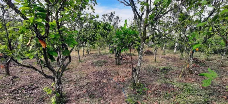 Kebun kakao Marawa Chocolate di Kabupaten 50 Kota, Sumatera Barat